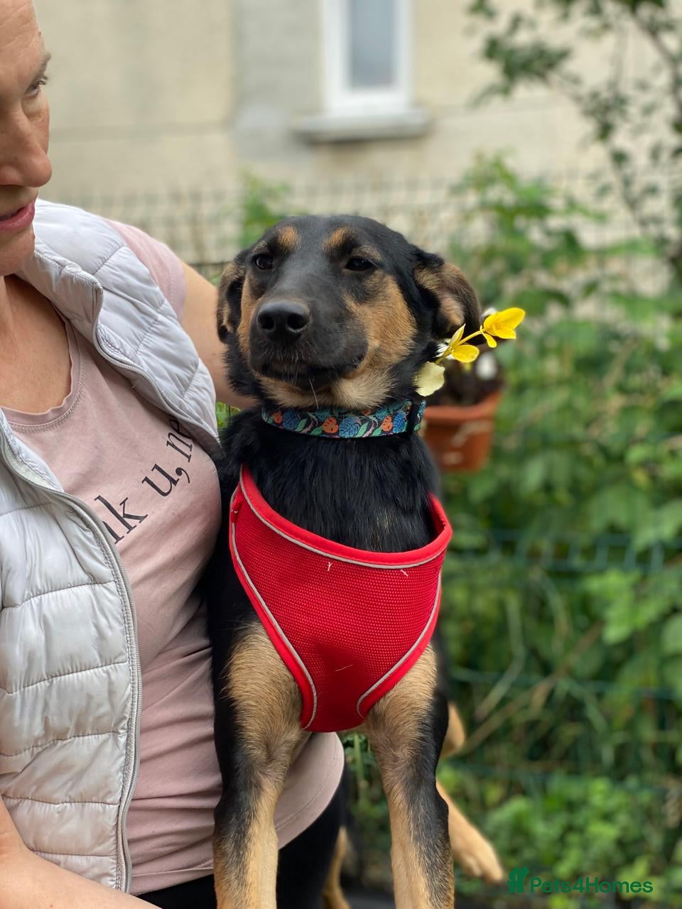 Mixed Breed dogs ❤️GINA❤️  14-month-old perfect medium size girl - Advert 2