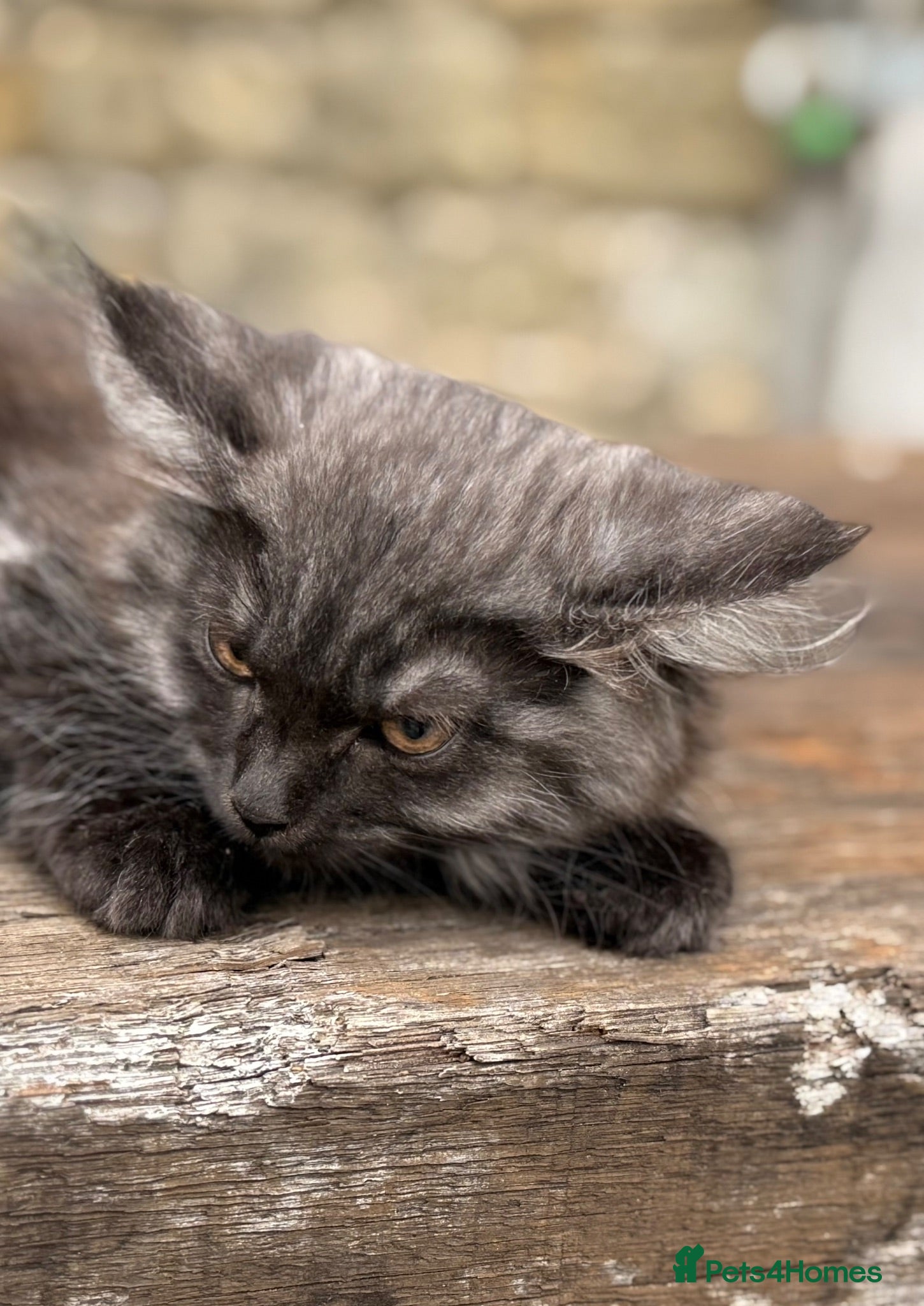 Maine Coon cats Stunning Maine coon x kitten  - Advert 2