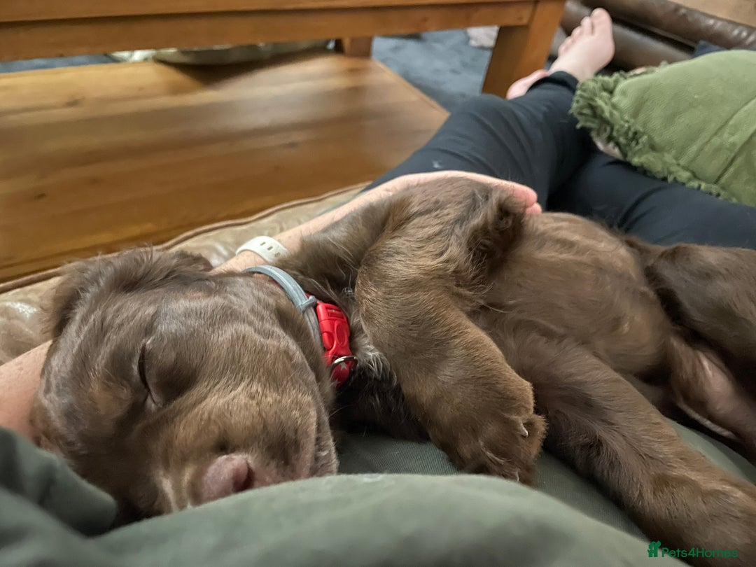 Cocker Spaniel dogs for sale: Stunning KC reg working cocker spaniel - Image 9