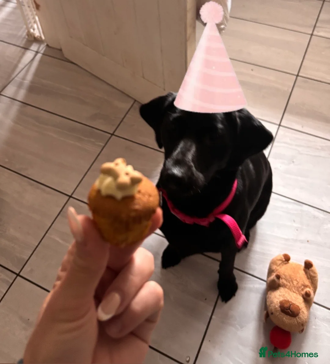 Labrador Retriever dogs for sale: Molly one year old female Labrador pup black  - Advert 6