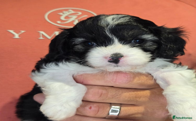 Cavapoo dogs - Advert 6