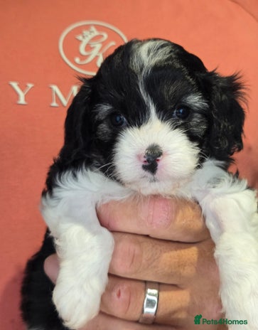 Cavapoo dogs - Advert 6