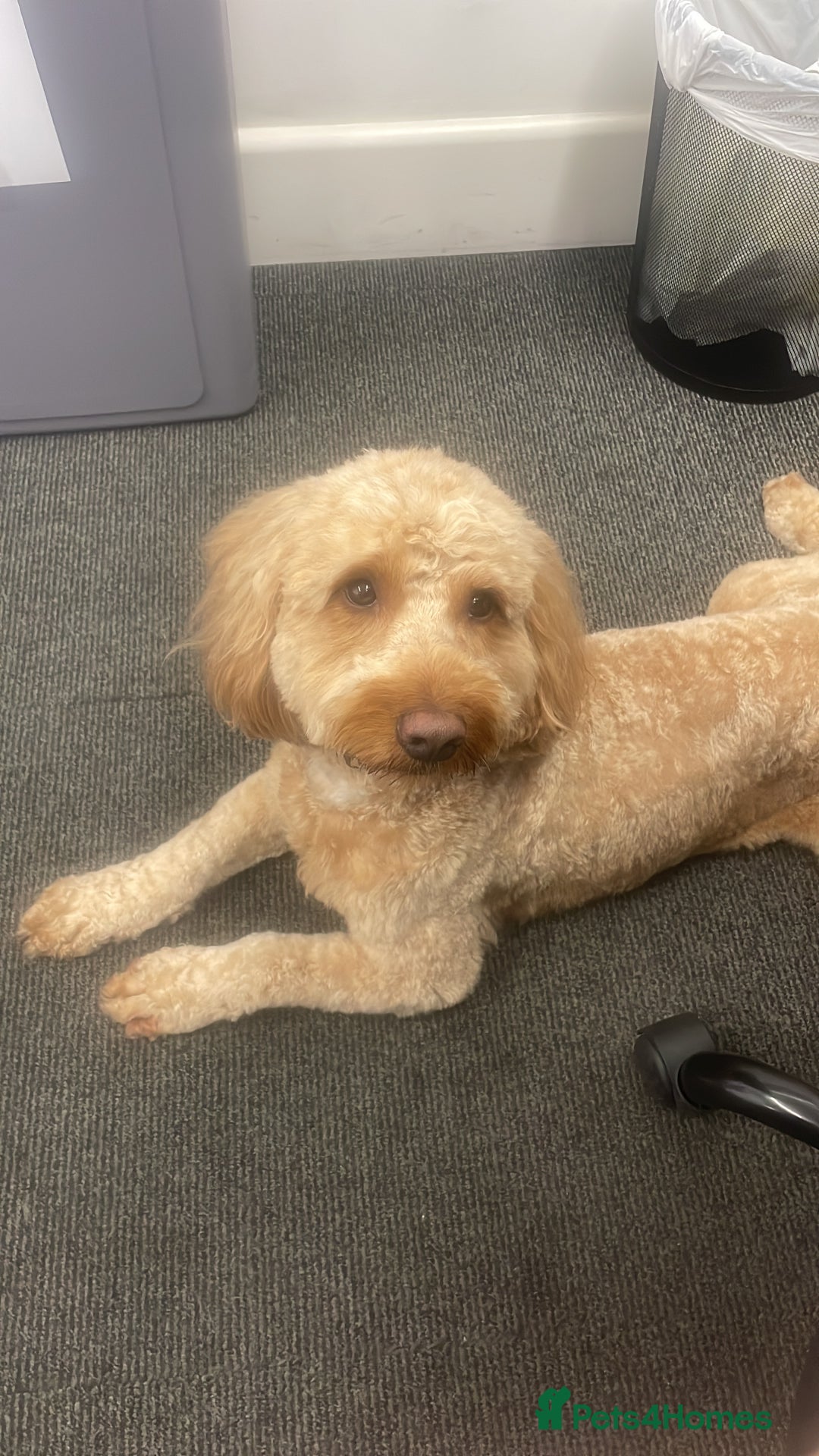 Cockapoo dogs for stud: Red Cockapoo Stud - Image 2