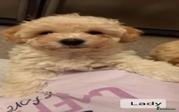 Poochon dogs for sale: Poochon Puppies - Advert 8