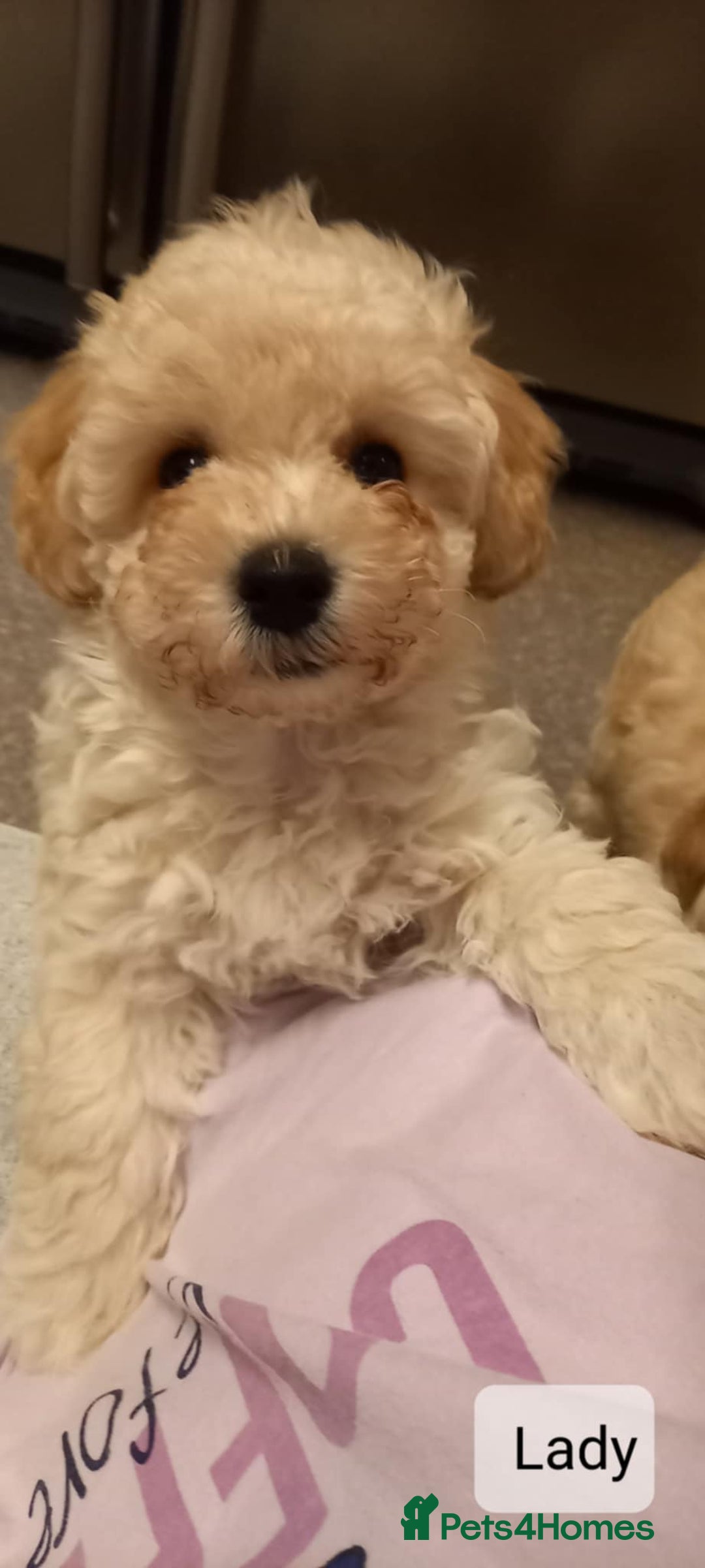 Poochon dogs for sale: Poochon Puppies - Advert 8