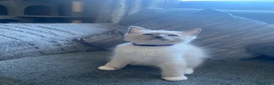Ragdoll 4