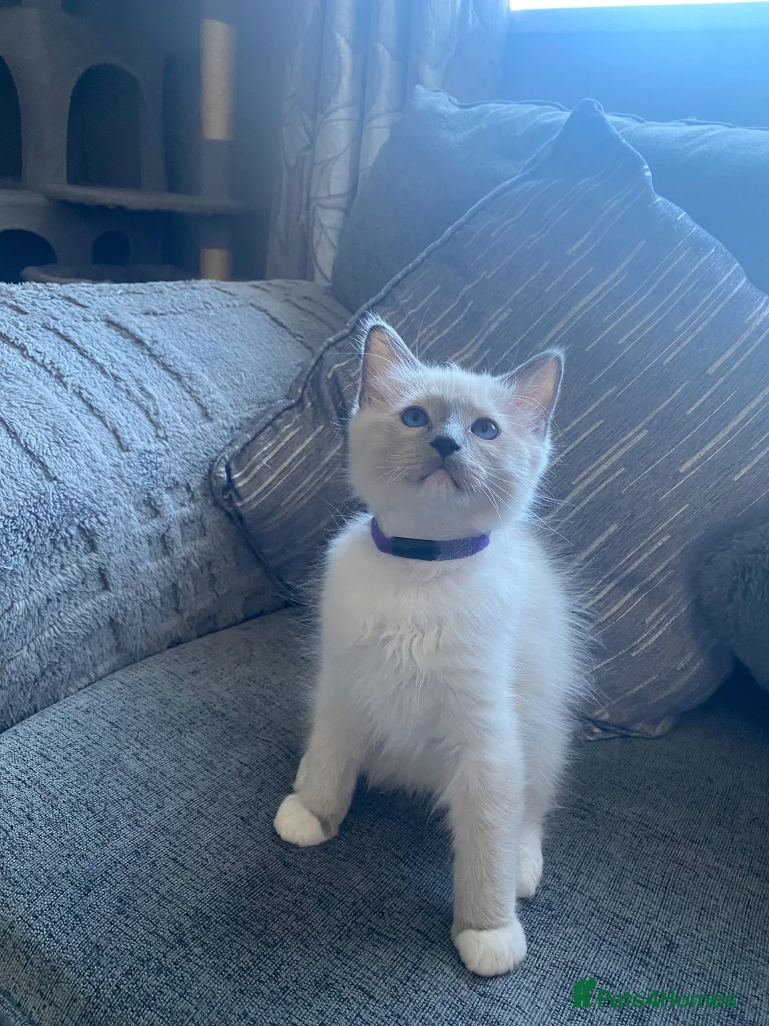 Ragdoll cats for sale: Beautiful male ragdoll’s gccf registered  - Advert 4