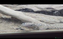 Monitor reptiles for sale: Ackie Monitor  - Image 3