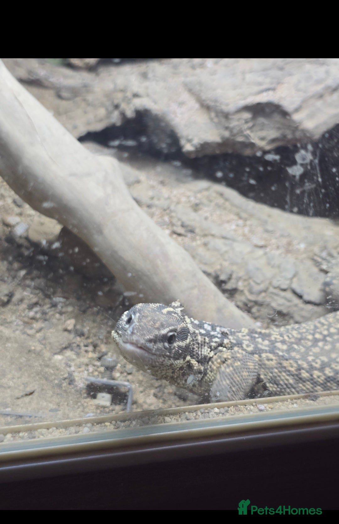 Monitor reptiles for sale: Ackie Monitor  - Image 3