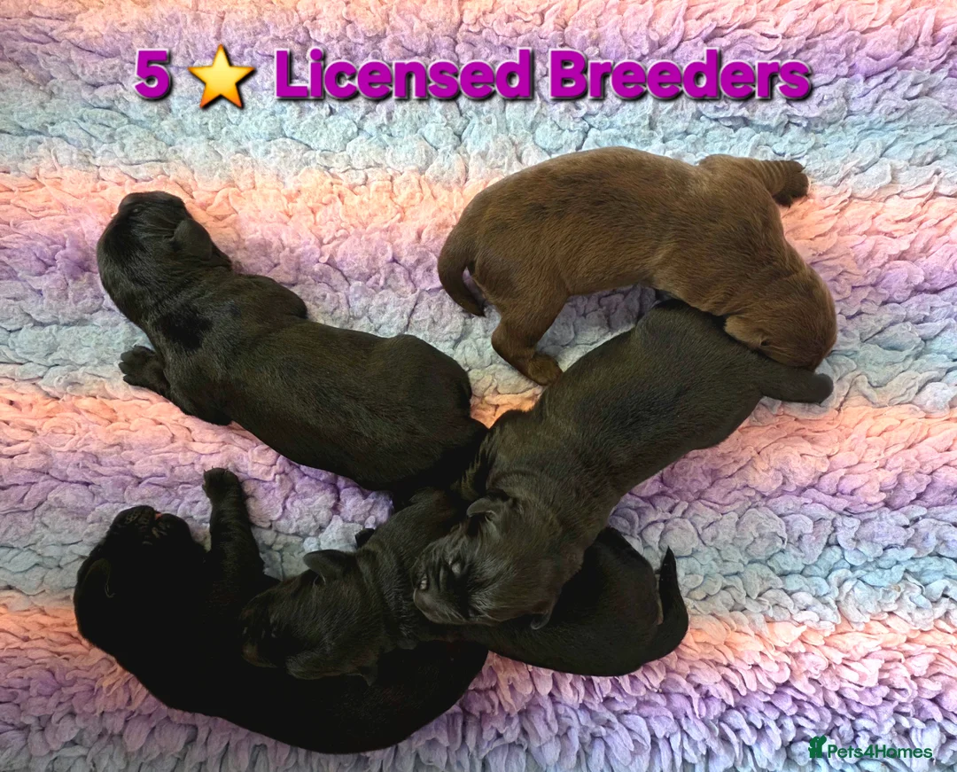 Cockerdor dogs for sale: Beautiful Cockerdor Puppies  - Advert 1