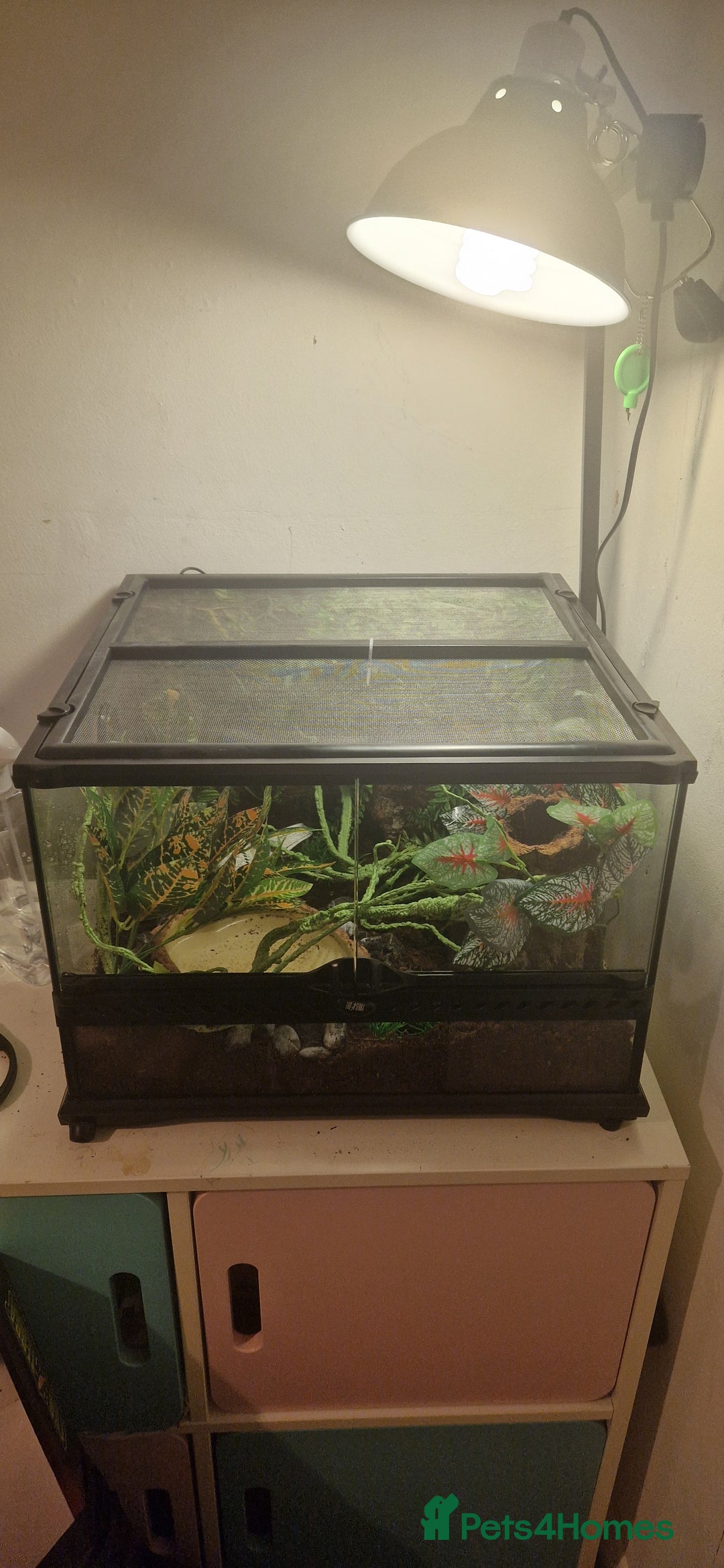 Frog reptiles for sale: 3 golden tree frogs  - Advert 4