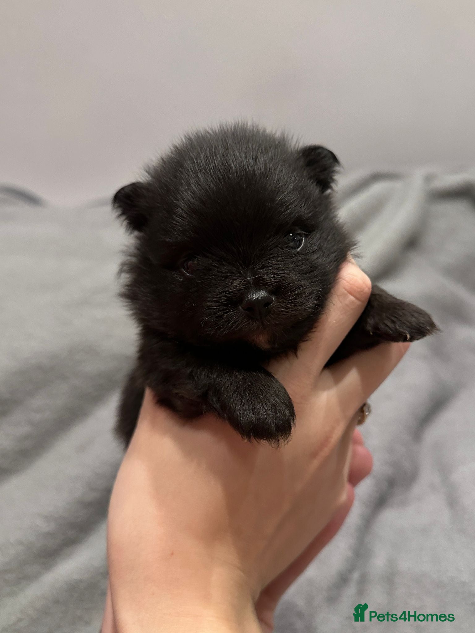 Pomeranian dogs One time only purebreed pom pups (blue merle gene) - Advert 9