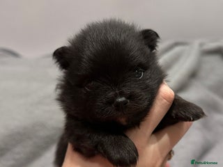 Pomeranian dogs One time only purebreed pom pups (blue merle gene) - Advert 3