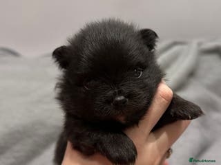 Pomeranian dogs One time only purebreed pom pups (blue merle gene) - Advert 6