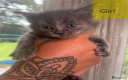 Ragdoll cats for sale: Half Ragdoll / maincoon kittens for sale  - Image 10
