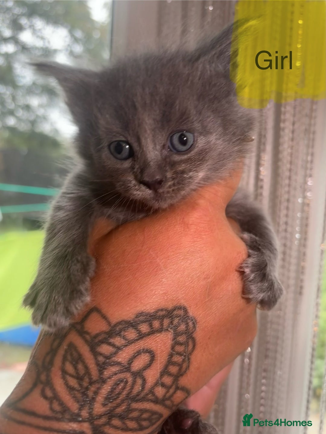 Ragdoll cats for sale: Half Ragdoll / maincoon kittens for sale  - Image 10