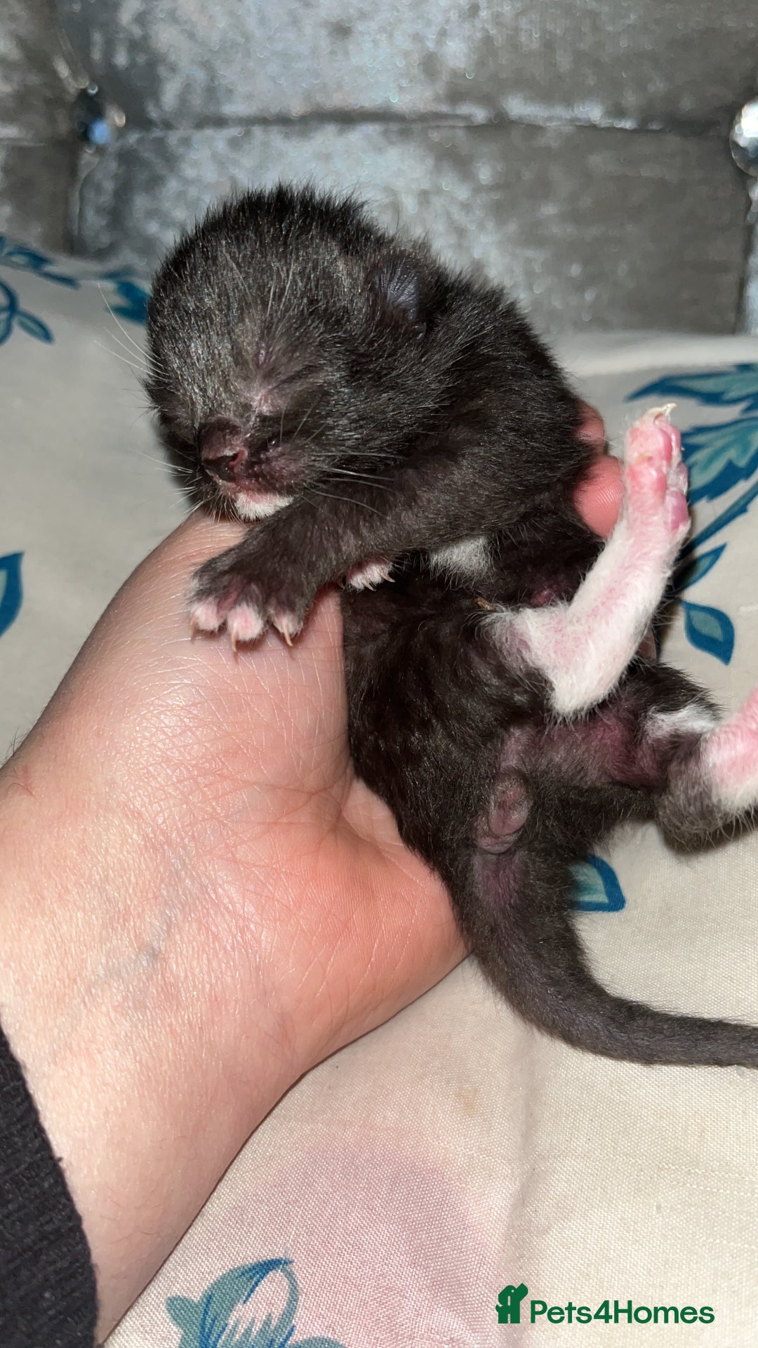 Mixed Breed cats for sale: Kittens  - Advert 4