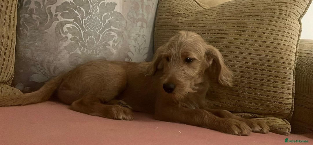 Labradoodle dogs for sale: Absolutely beautiful Labradoodles - Advert 10