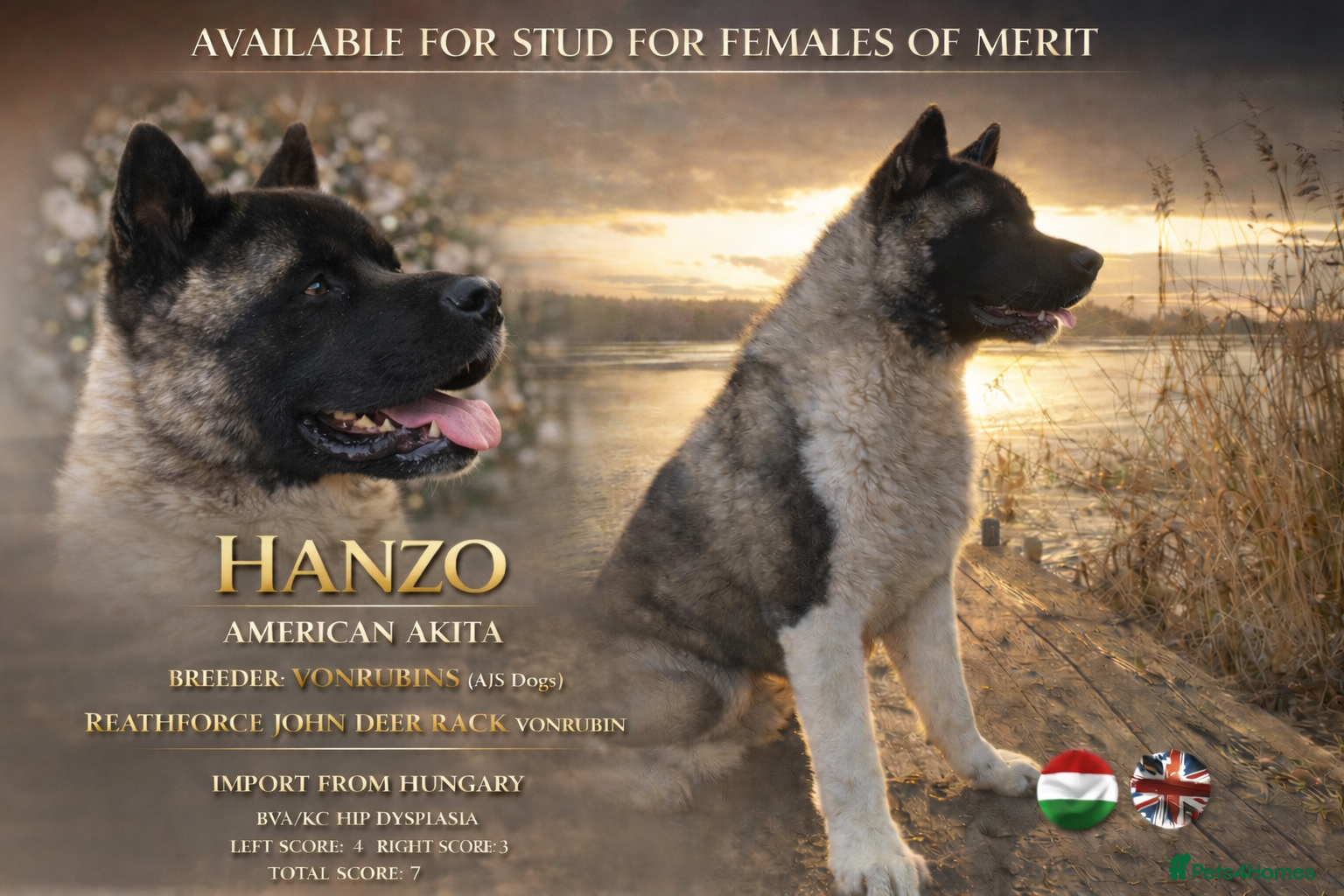Akita dogs KC Reg American Akita puppies - Advert 1
