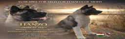 Akita dogs for sale: KC Reg American Akita puppies - Advert 1