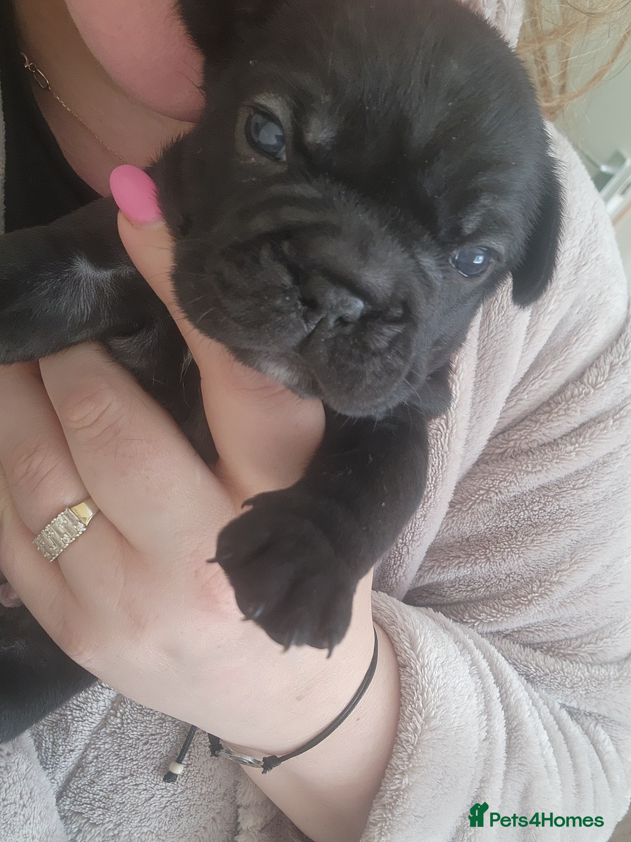 French Bulldog dogs for sale: French Bulldog puppies - Advert 8
