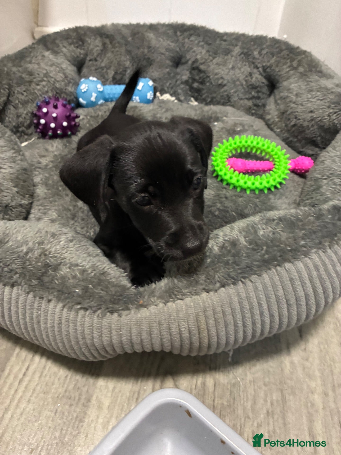Mixed Breed dogs Jack Russel cross puppy boy - Advert 4