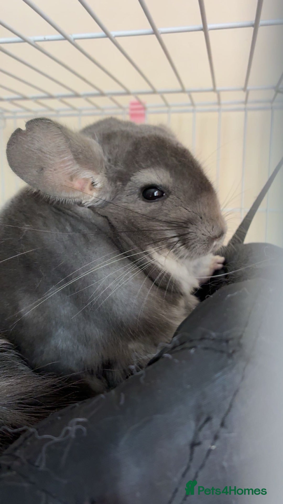 Chinchilla rodents Male chinchilla - Advert 3