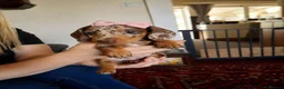Dachshund dogs for sale: Dacshund  - Advert 3