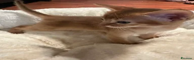 Abyssinian Kitten 2