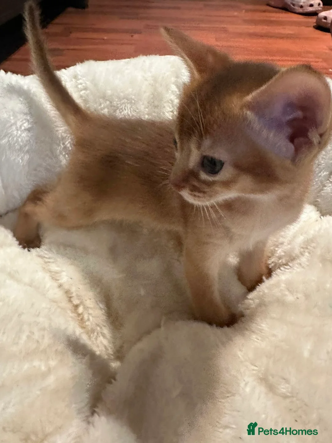 Abyssinian cats for sale: ❤️🏆 Outstanding Abyssinian Kittens Available 🏆❤️ - Advert 33