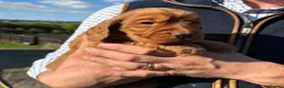 Cocker Spaniel dogs for sale: Fully Health Tested KC Reg Working Cocker Spaniels in Sheffield - Advert 26