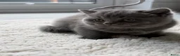 British Shorthair cats for sale: British shorthair/Scottish fold - Advert 6