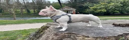 French Bulldog dogs for stud: King pink visual pink and tan proven stud  - Advert 5