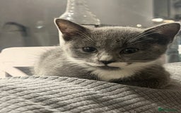 Turkish Angora cats for sale: Beautiful Kittens Looking for Their Forever Homes - Advert 6