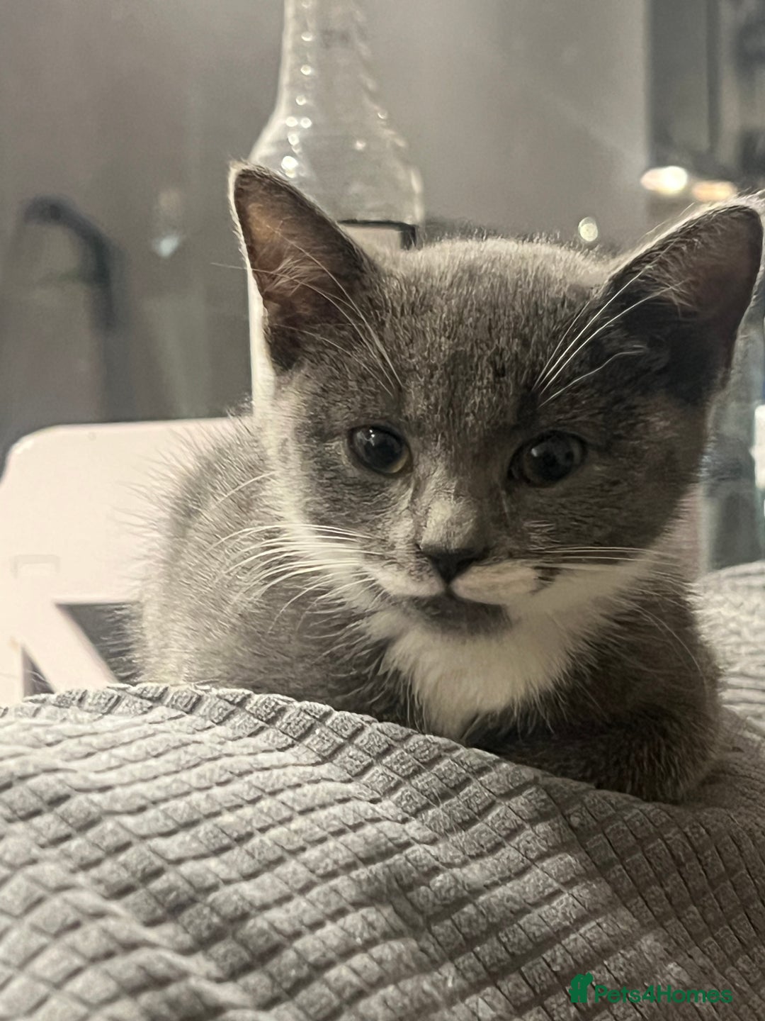 Turkish Angora cats for sale: Beautiful Kittens Looking for Their Forever Homes - Advert 6