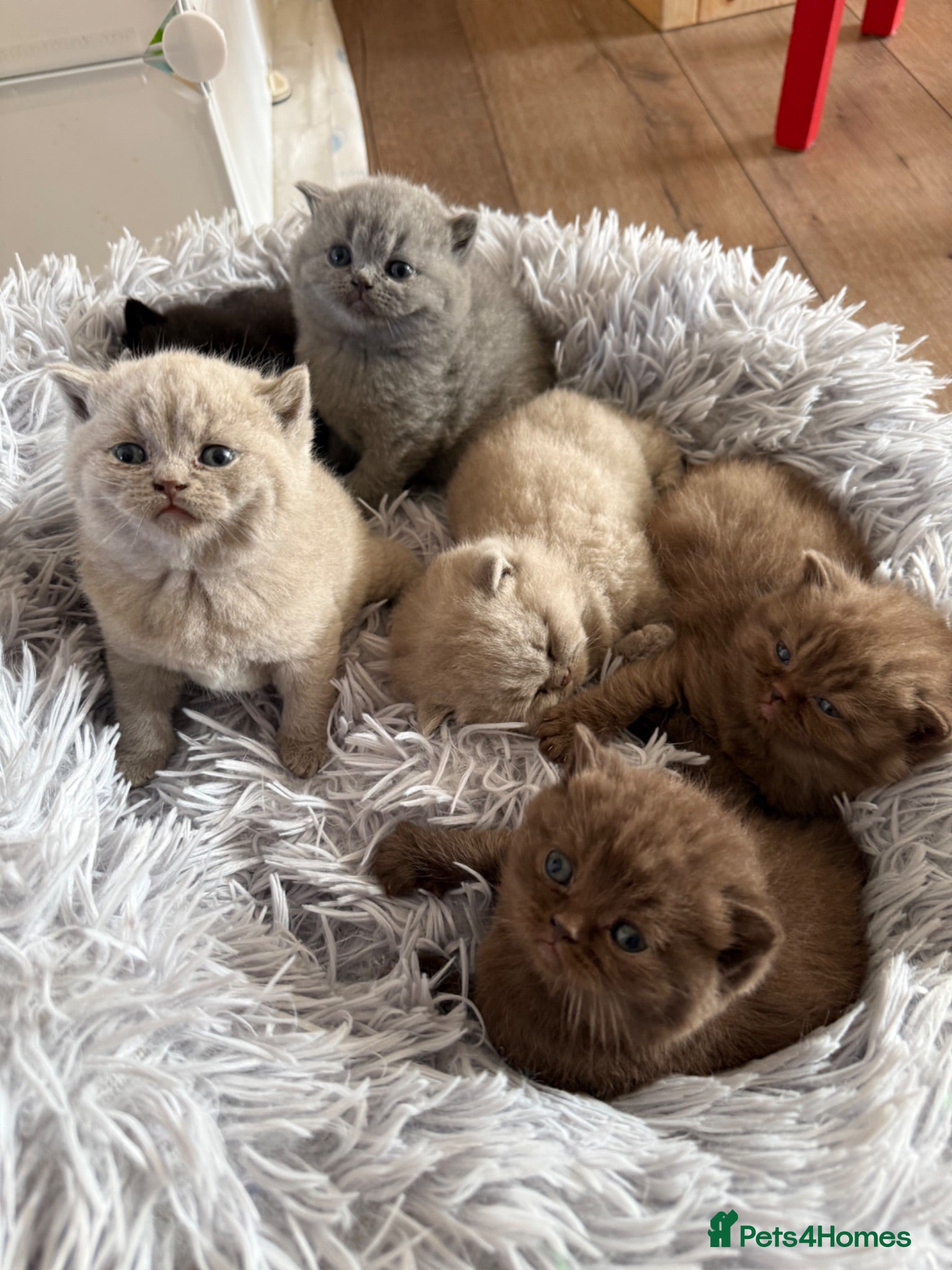 British Shorthair cats Gccf register British shorthair ready to go! - Advert 1