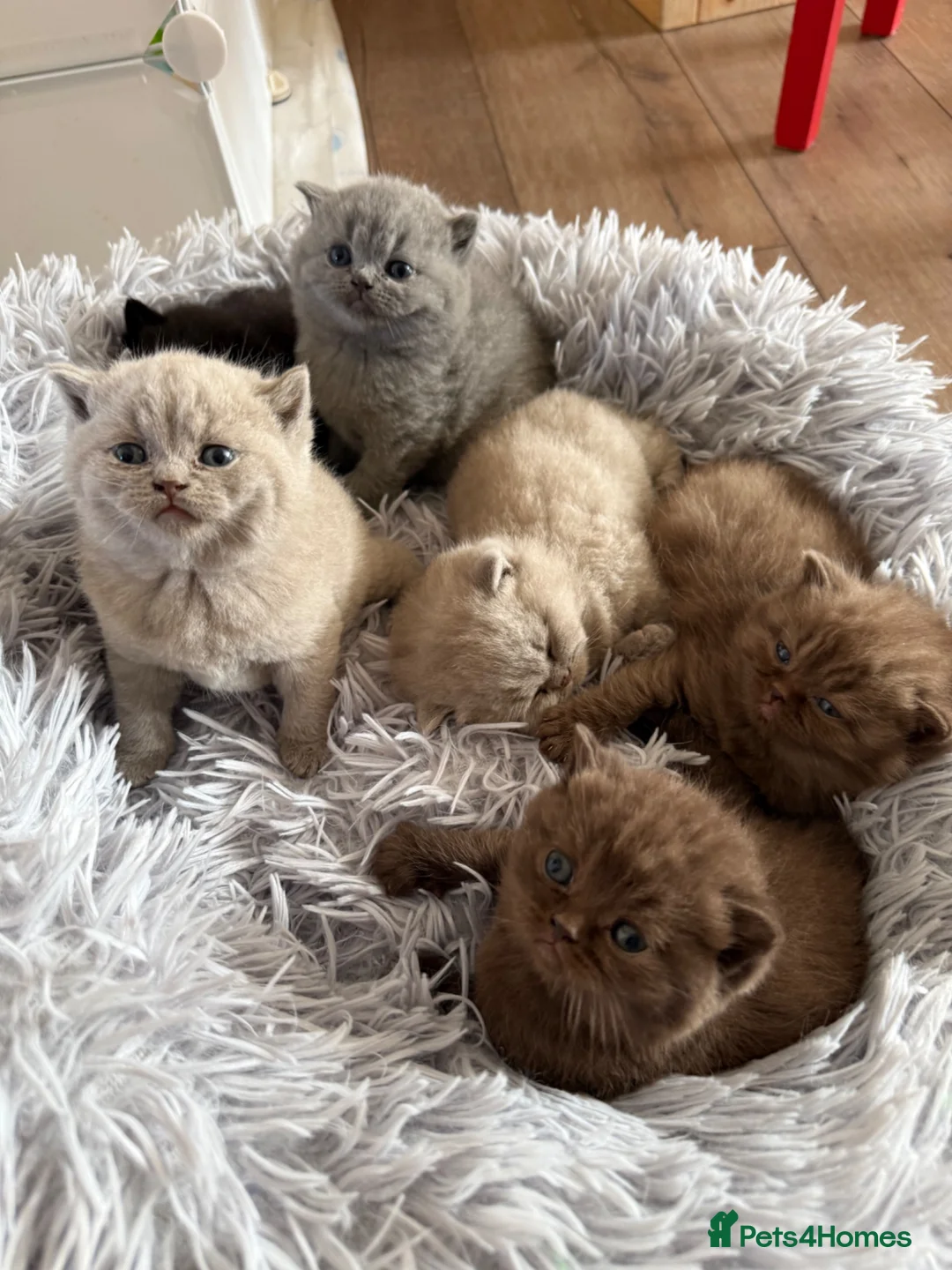 British Shorthair cats for sale: Gccf register British shorthair ready to go! - Advert 1