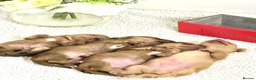 Miniature Dachshund dogs for sale: Lh cream dachshund available  - Advert 5