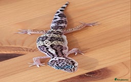 Leopard Gecko reptiles for sale: Baby Leopard Gecko - Mack Snow Morph - Image 5