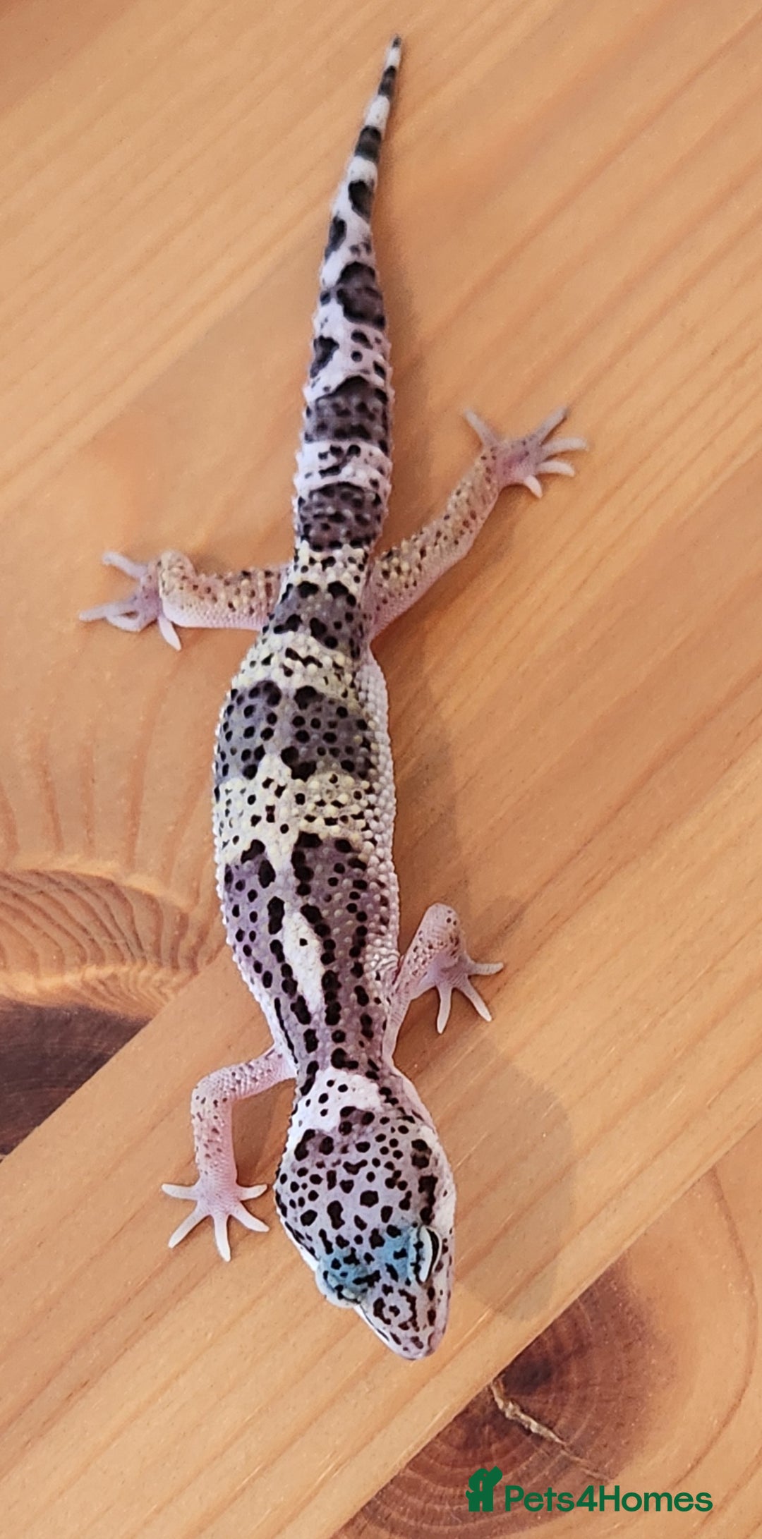 Leopard Gecko reptiles for sale: Baby Leopard Gecko - Mack Snow Morph - Image 5