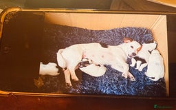 Jack Russell dogs for sale: Gorgeous Jack Russell puppies  - Image 13