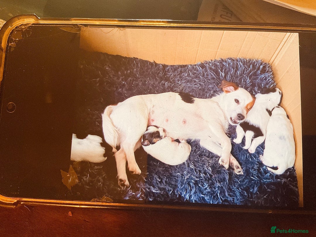 Jack Russell dogs for sale: Gorgeous Jack Russell puppies  - Image 13