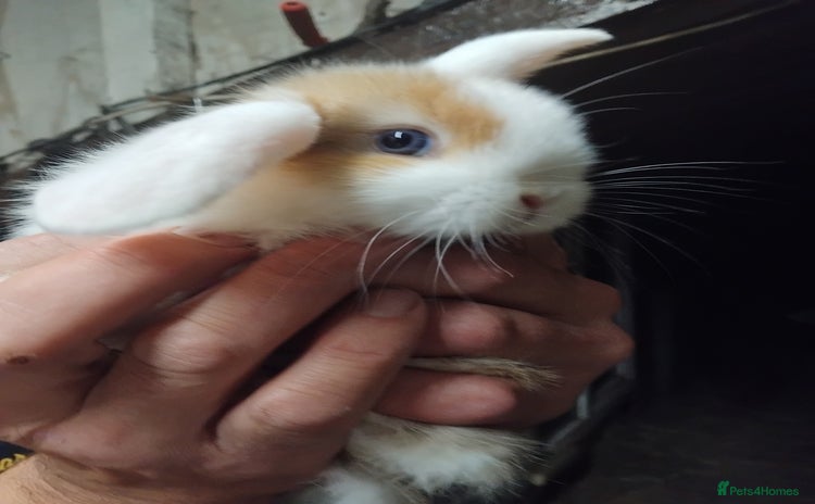 Mini Lop rabbits - Advert 11