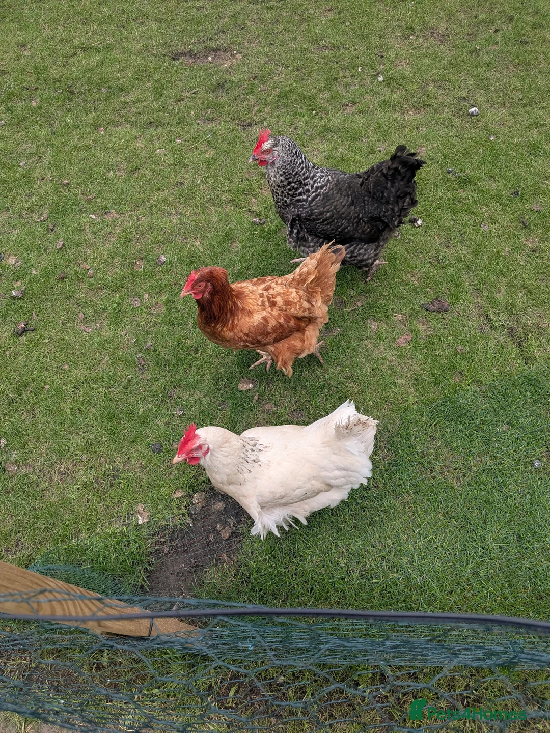 Chickens poultry for sale: 1 speckled hen 1 white Sussex 1 Colombian ranger in Stoke-on-Trent - Advert 2