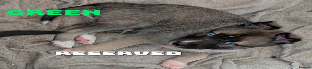 Pup 2 Green RESERVED