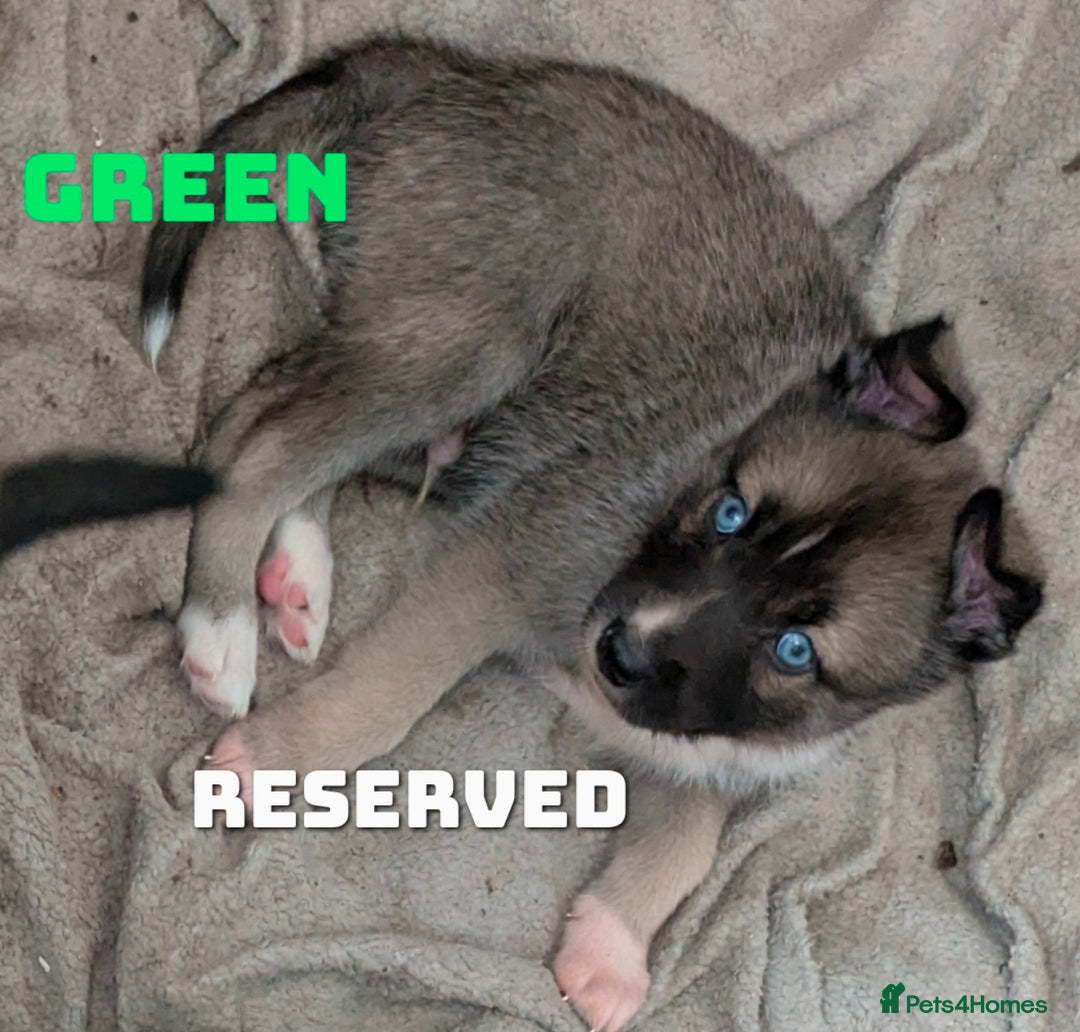 Shepsky dogs for sale: 3 Beautiful Female Bi-eyed Shepsky puppies  - Image 15