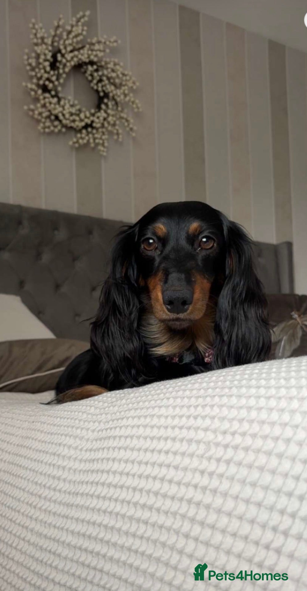 Dachshund dogs Standard long haired dachshund  - Advert 9