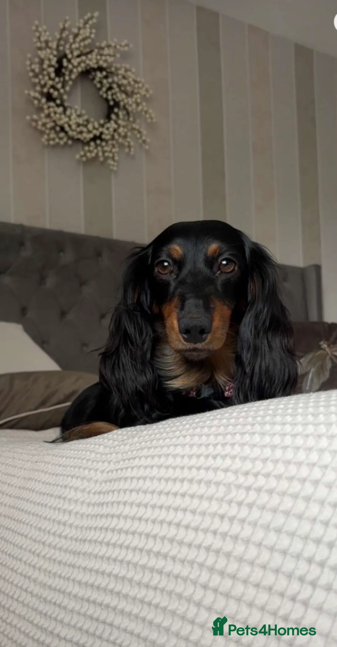 Dachshund dogs for sale: Standard long haired dachshund  - Advert 1
