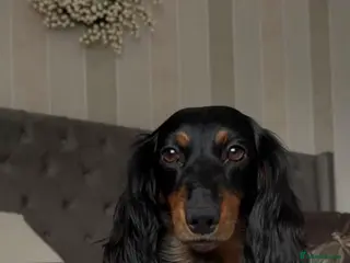 Dachshund dogs Standard long haired dachshund - Advert 1