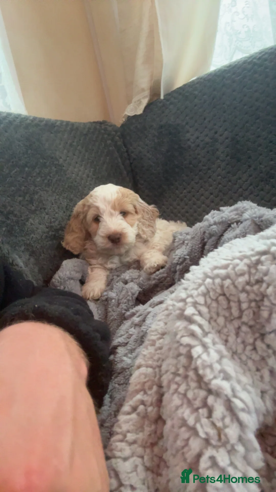 Cockapoo dogs for sale: 4 Adorable F2 Cockapoo puppies - 2 REMAINING! - Advert 18